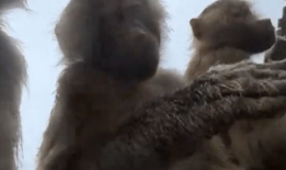 狒狒视频,森林中的欢乐时光