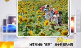 曰本黄 色视频,背后真相与影响