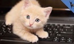 猫猫视频,跟随猫猫视频探索宠物世界的奥秘